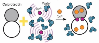 Calprotectin can be used to sense calcium indirectly. 