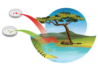 Artist's concept illustration depicting cells treated with antibiotics propagating in a river environment, while those that have been treated to remove the fluoride exporters die off in the presence of fluoride.