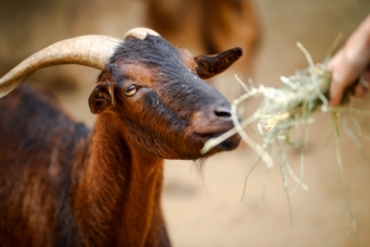 Ruminants like goats, cows and sheep host anaerobic microbes that can break through tough plant cell walls to gain the nutrition behind them